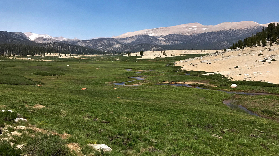 big whitney meadow